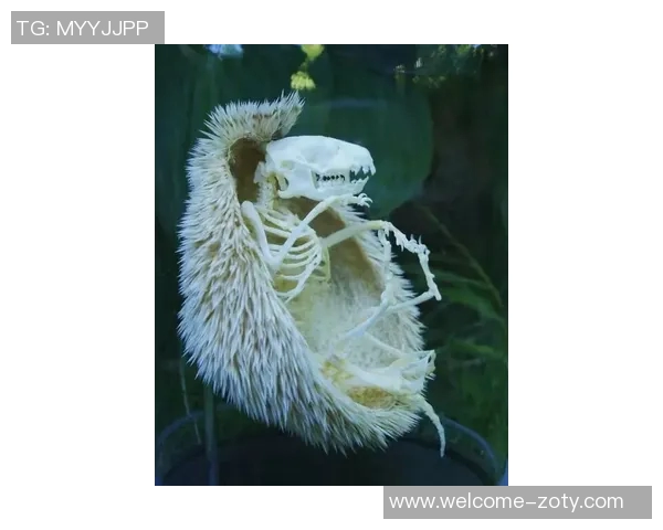 喜剧背后的悲伤真相揭示了生活的复杂性与人性的深刻反思